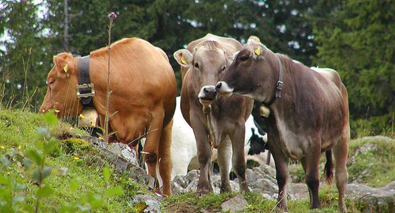 Haus Bergblick Lejlighed Oy-Mittelberg Eksteriør billede